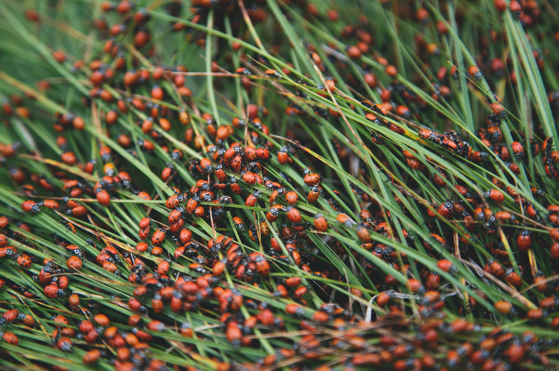 samen-tuinieren-keurmerk-natuurlijk-tuinieren-lieveheersbeestje-©austin-ban-unsplash