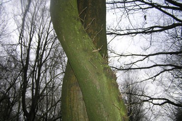 Buiten gewoon - Momenten - Wilgen - De Tuinliefheb