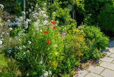 wilde planten in je tuin - Martin Stevens