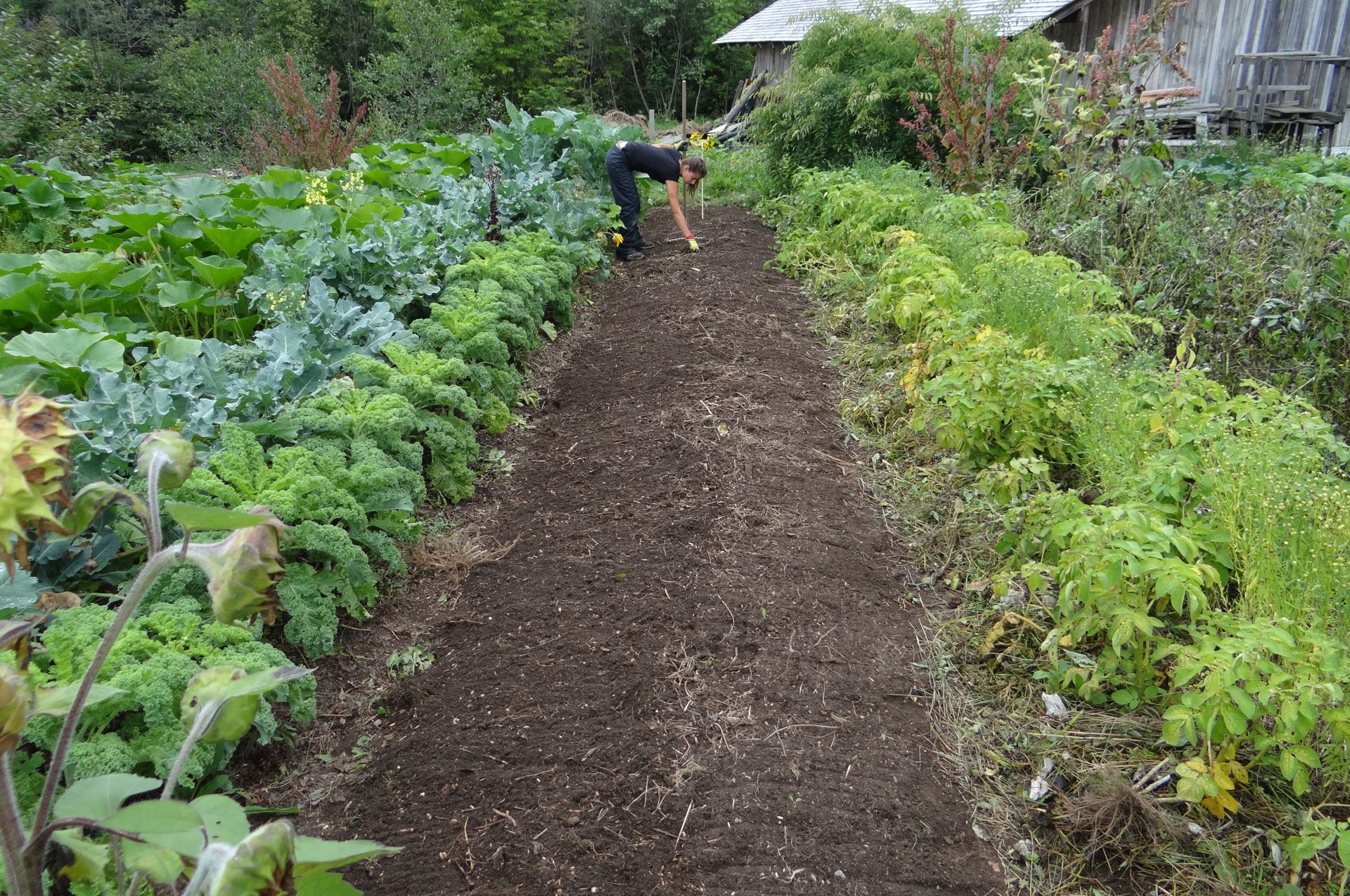 permacultuur-deel1-field-farm-flower-food-harvest_CC0_PxHere