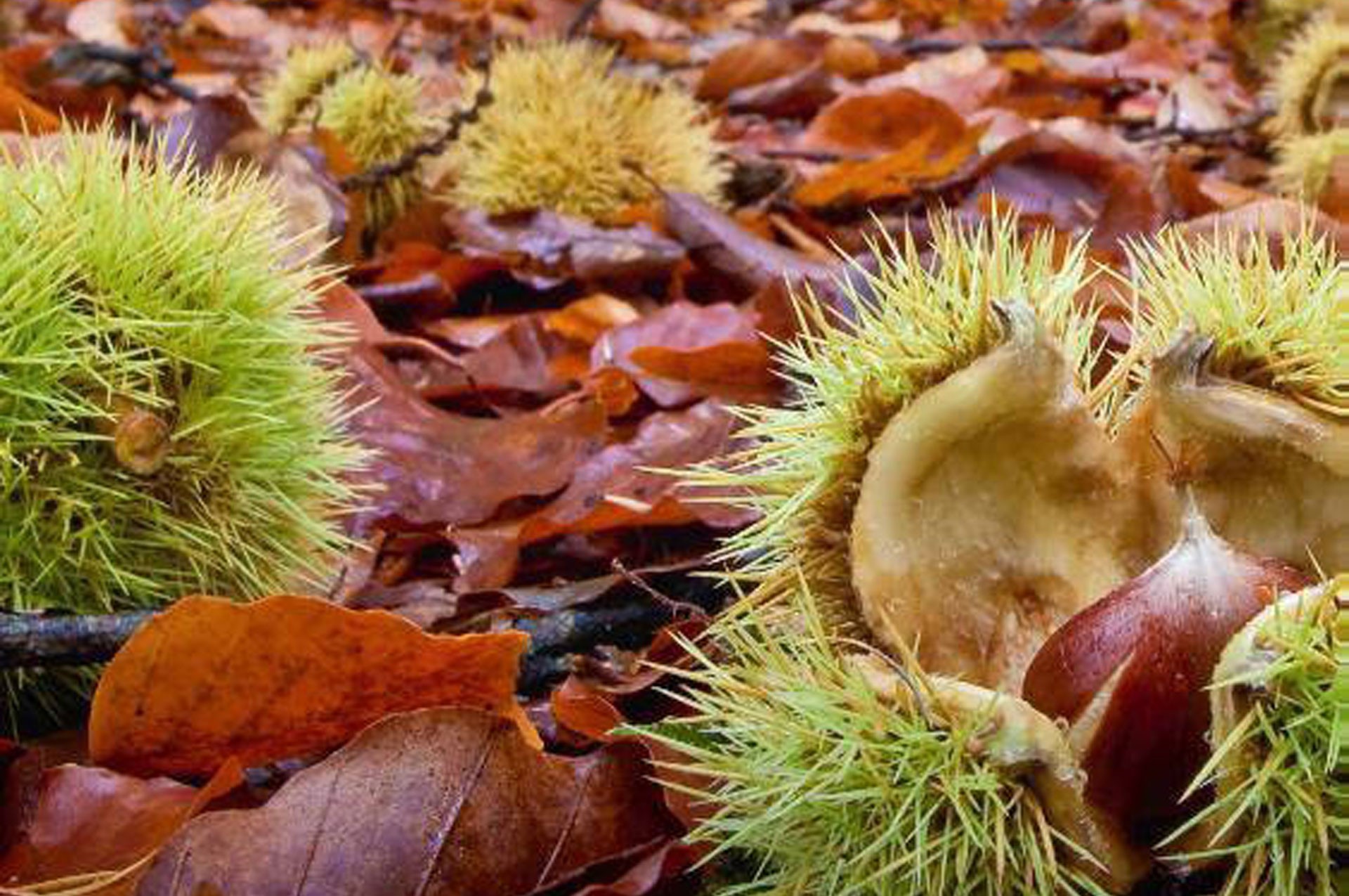 Recensie Eetbare bomen en struiken - De Tuinliefhe