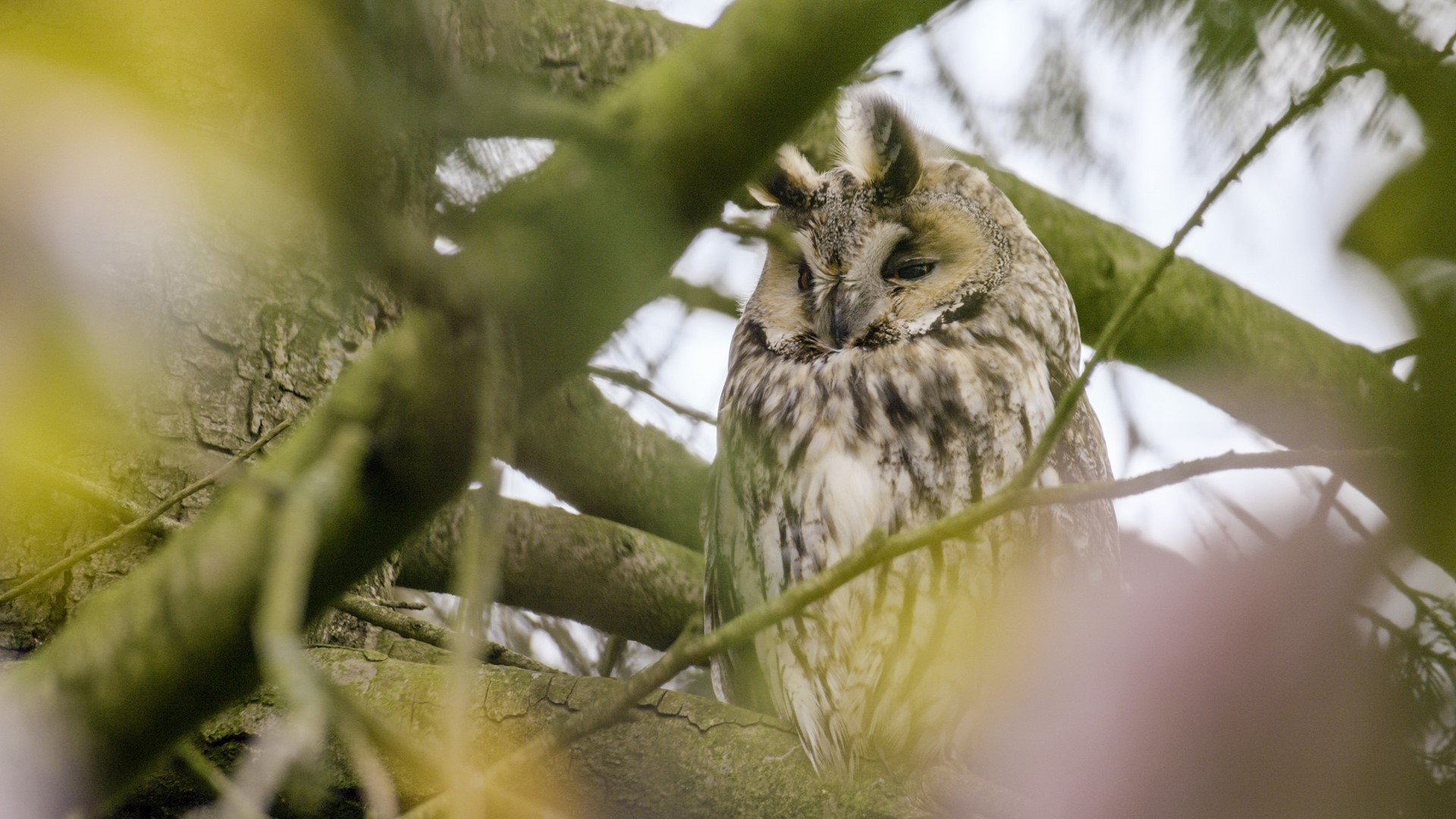 Ransuil op tuinpark Nieuw Vredelust