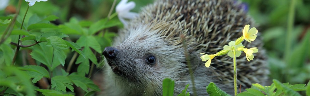 Egel in de tuin