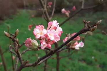 Viburnum bodnantense Charles Lamont-MachteldKlees-