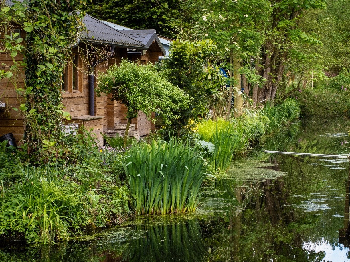 Nieuw Vredelust rijk plantenleven aan de waterkant