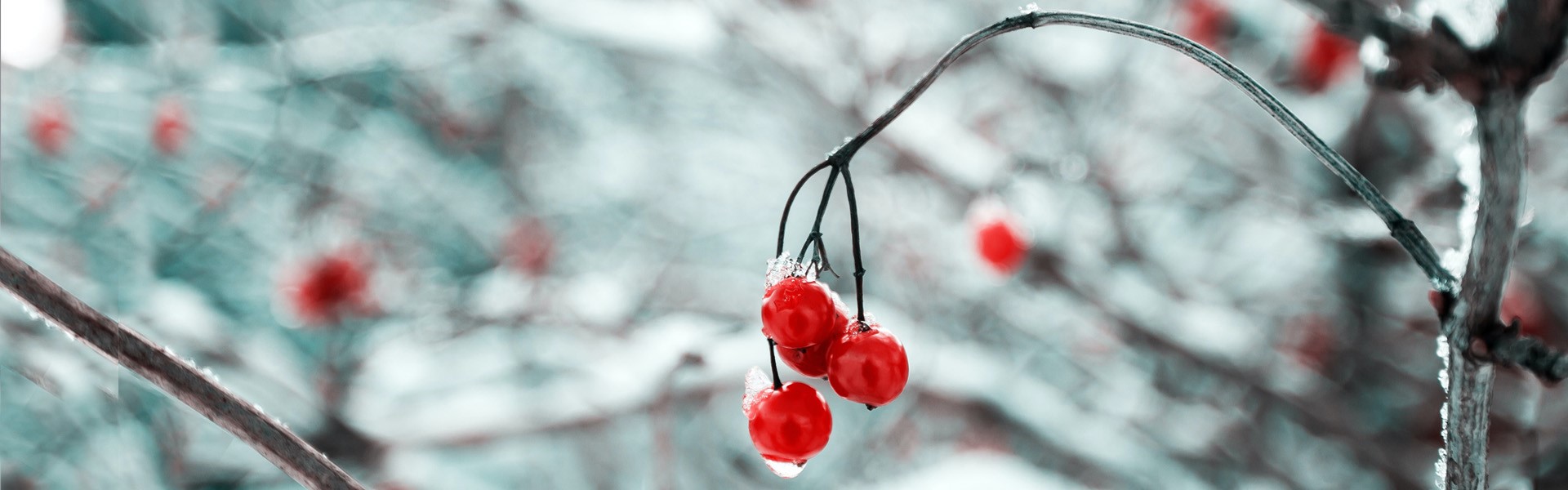 1920 x 600 banner winter