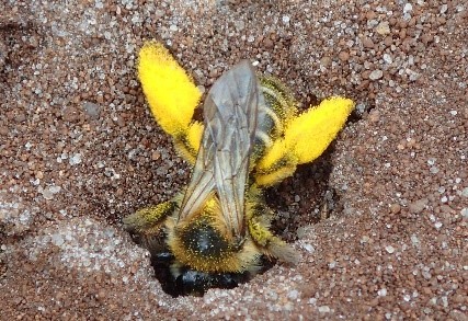 Bij KNNV insecten studiereis