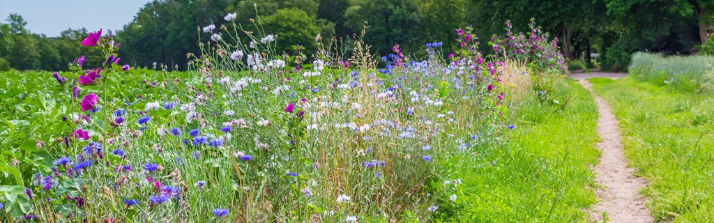 1920 x 600 banner veld bloemen