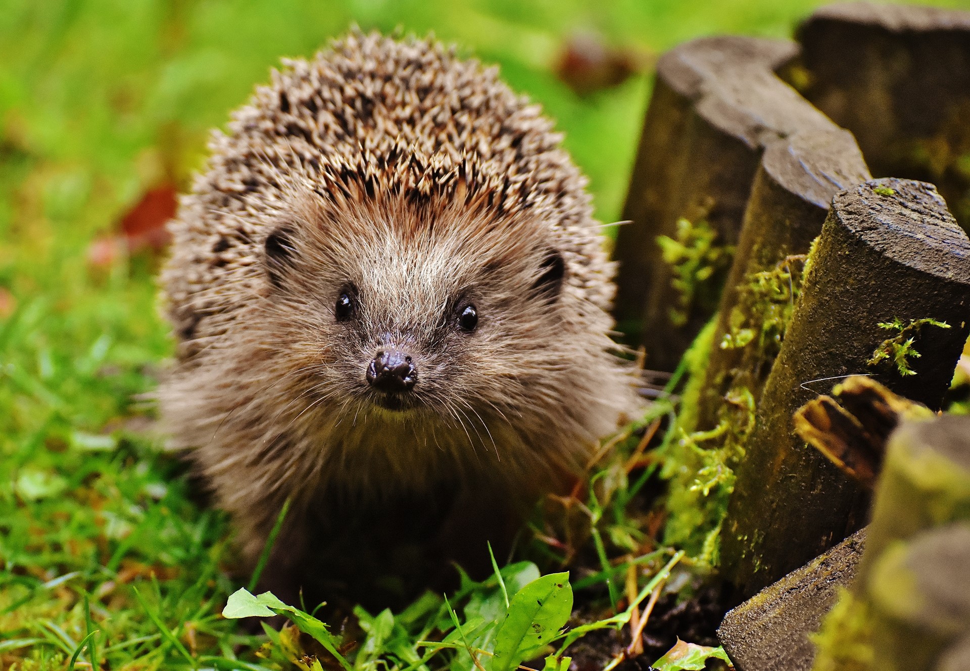 strip Met bloed bevlekt Vervreemden Dieren in je tuin | AVVN samen natuurlijk tuinieren