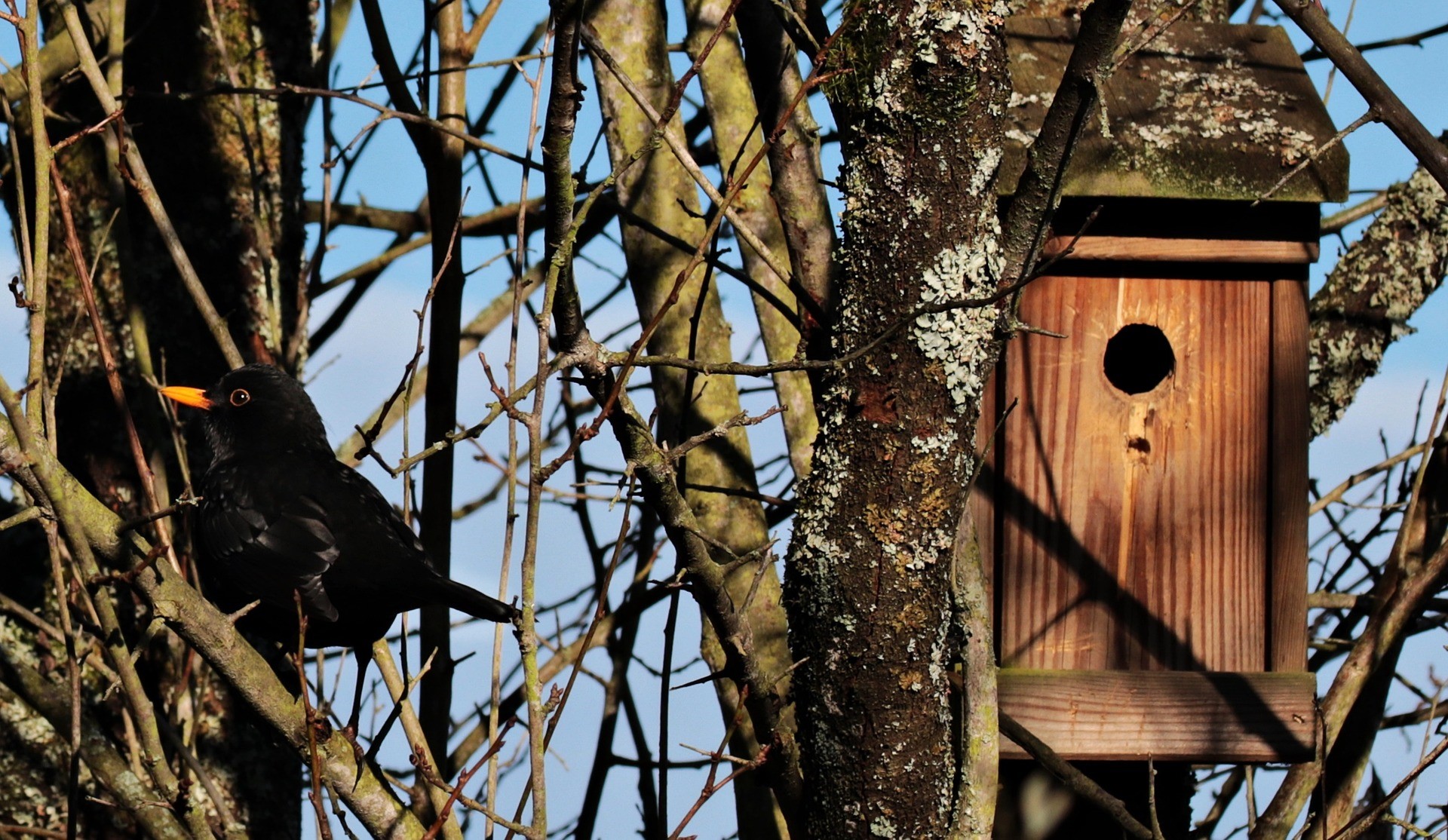 Vogelhuisje schoonmaken