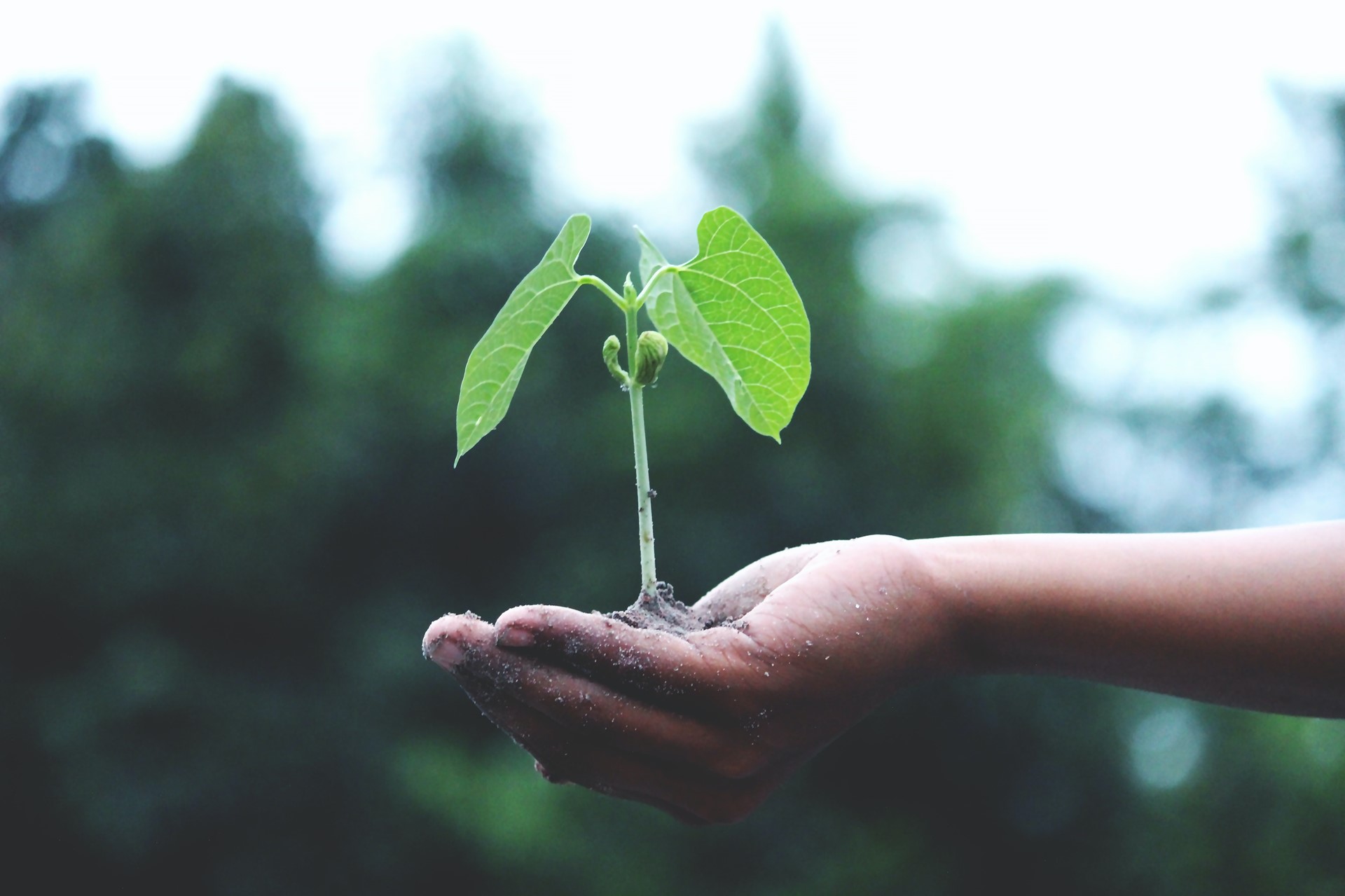 groeien van planten