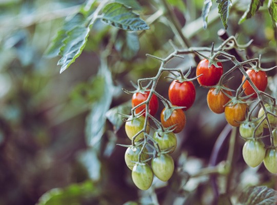 Tomaten Markus Soiske