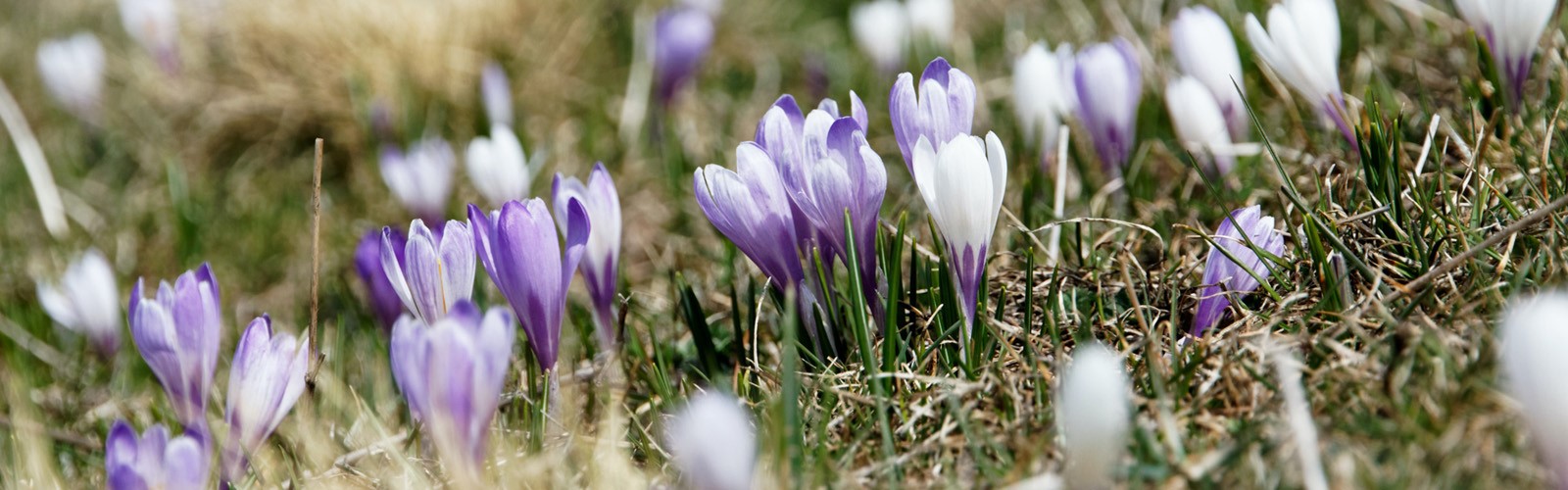 1920 x 600 banner nieuwsbrief krokussen