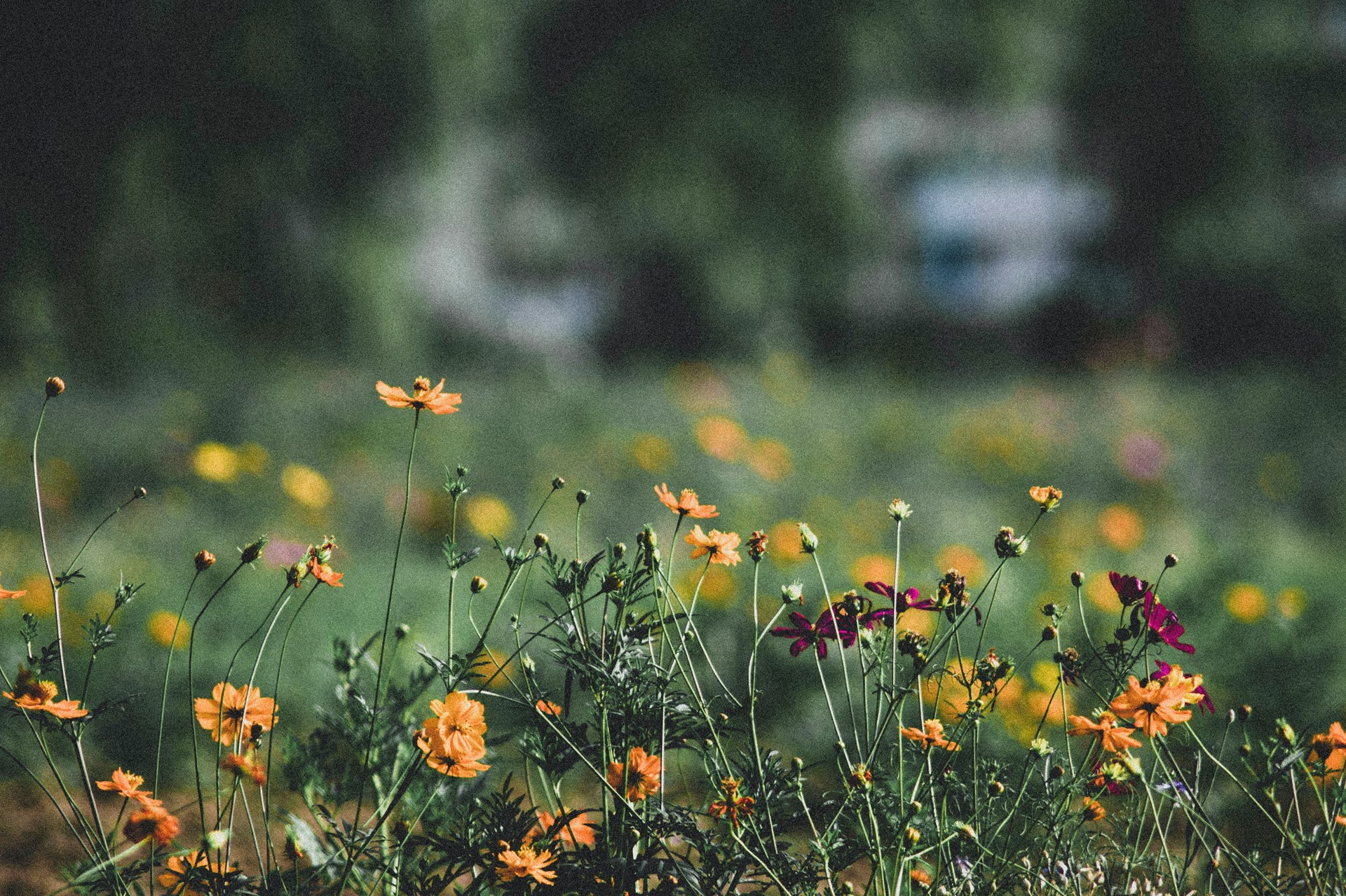 yx-z-nvxhaXOlsik-unsplash