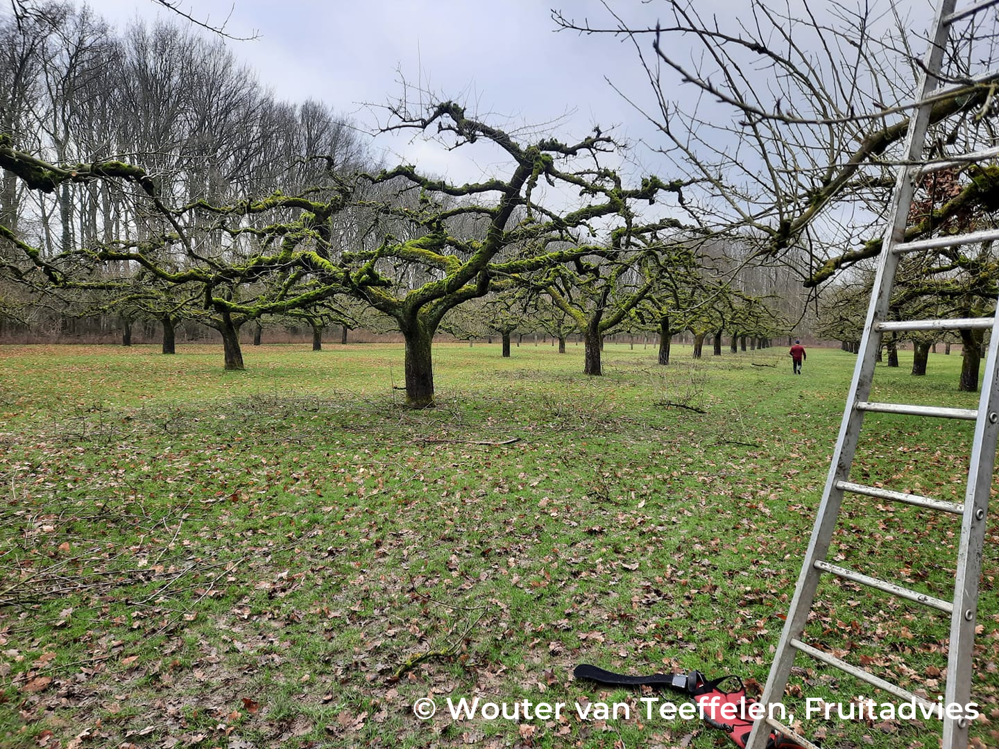 © Wouter van Teeffelen, Fruitadvies