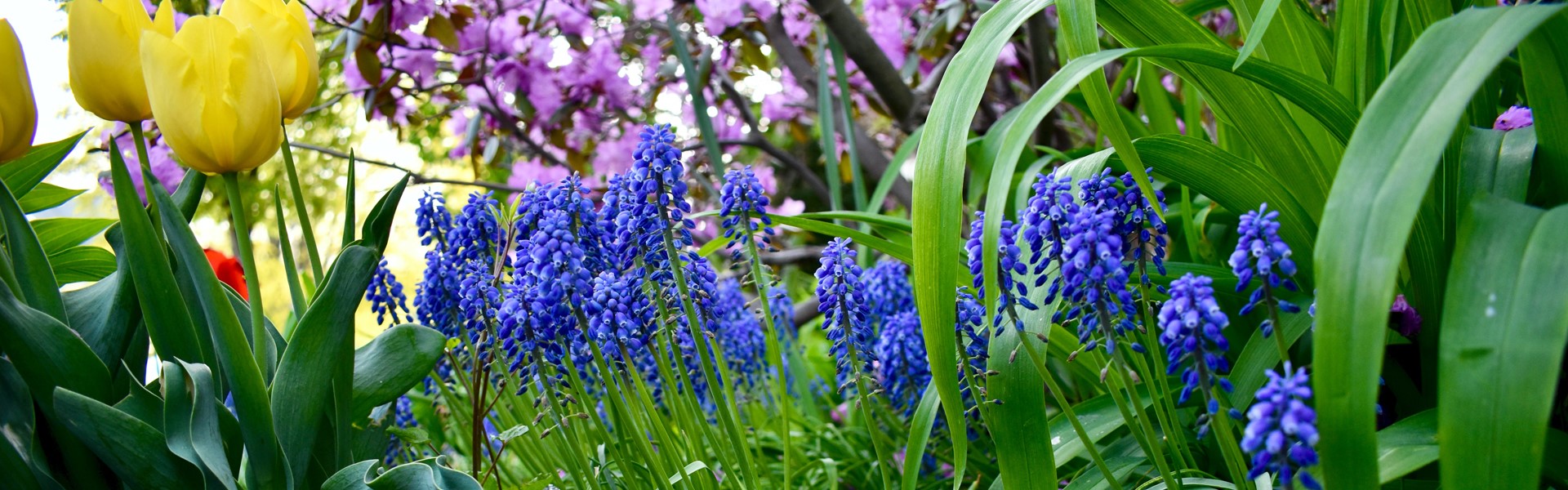 Faith Crabtree blauwe druifjes en tulpen