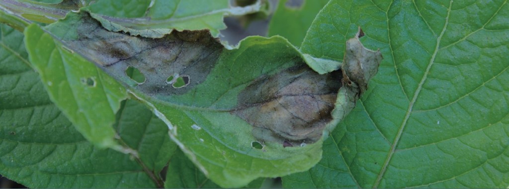 Phytophtora aantasting op aardappelplant