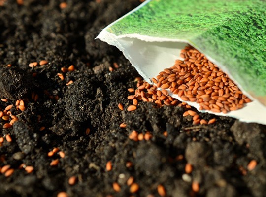 Groene vraag over moeilijk kiemend zaad