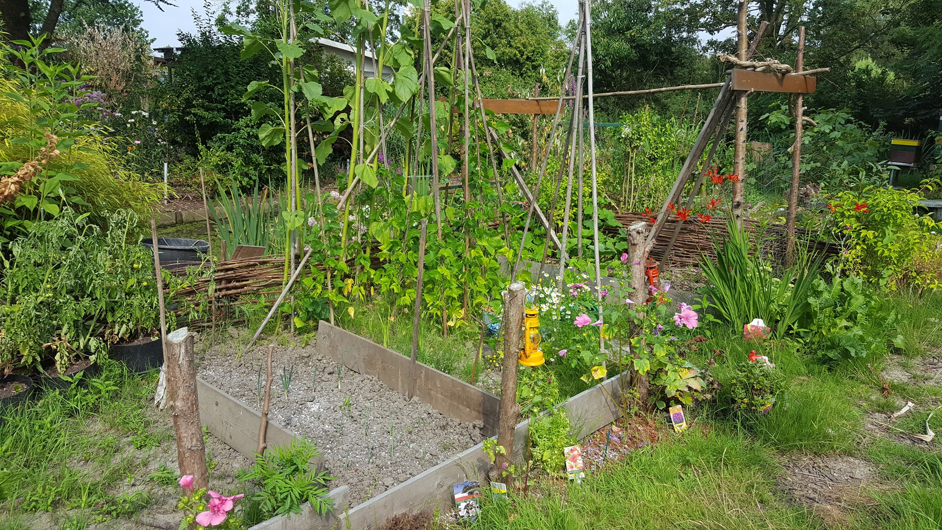 Kweeklust Rotterdam (13) - Francis