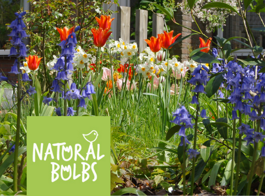 Natural Bulbs korting biologische bloembollen