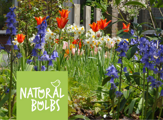 Korting Natural Bulbs