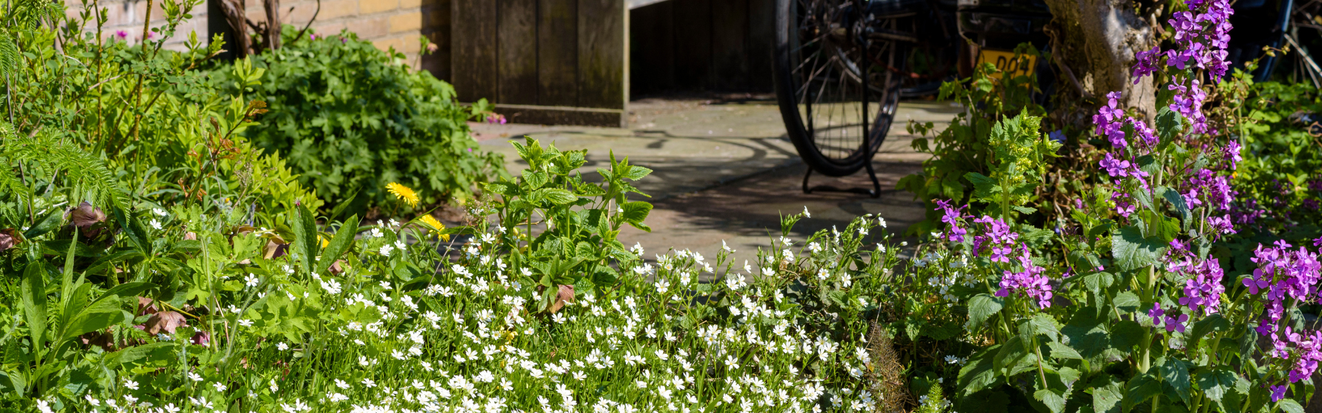 Geveltuin wilde planten