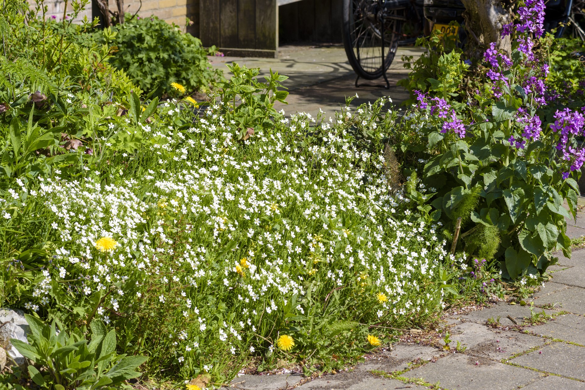 geveltuin wilde planten