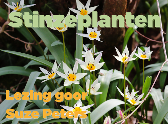 Stinzeplanten lezing Suze Peters