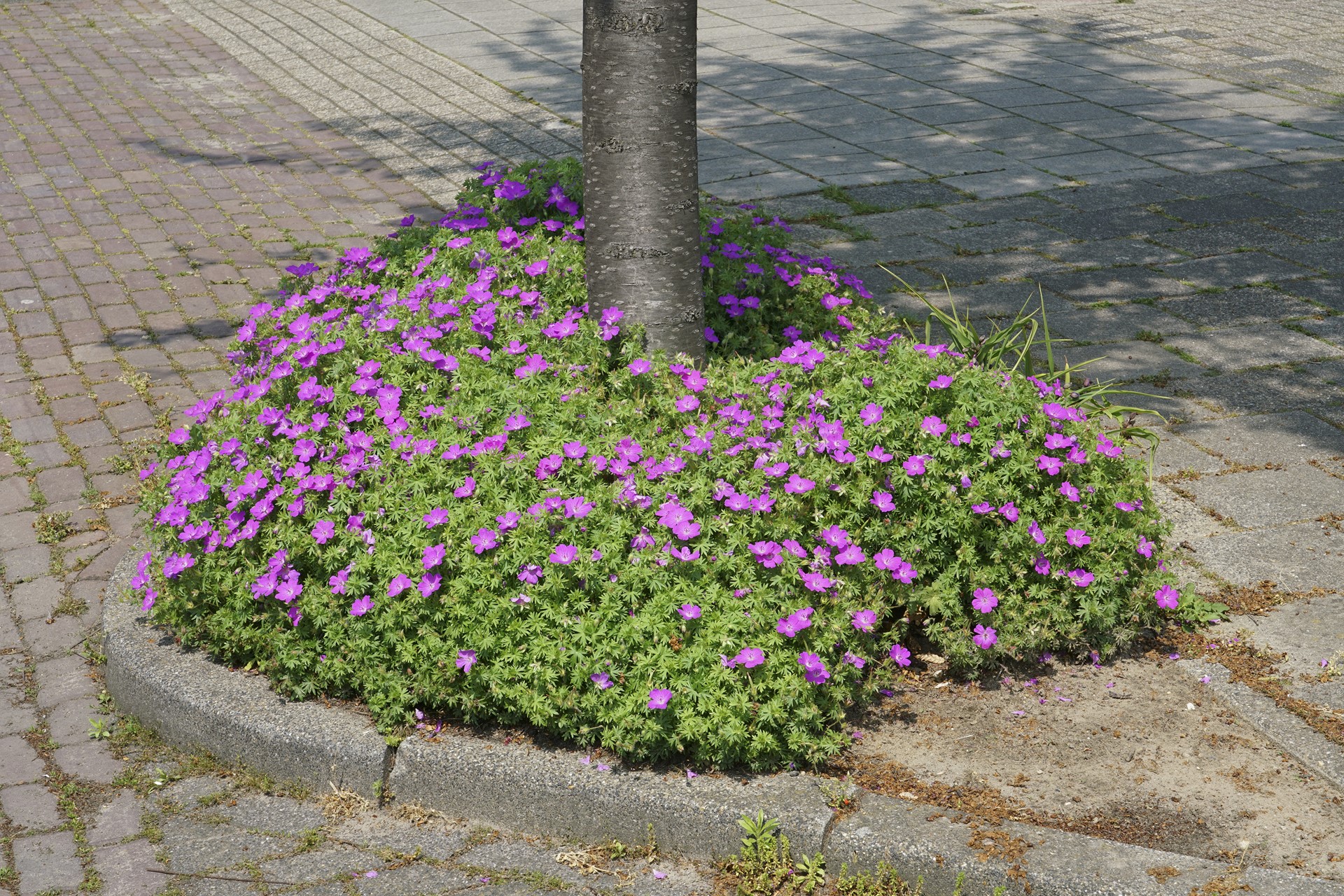 Boomspiegel Beek en Donk Steenbreek