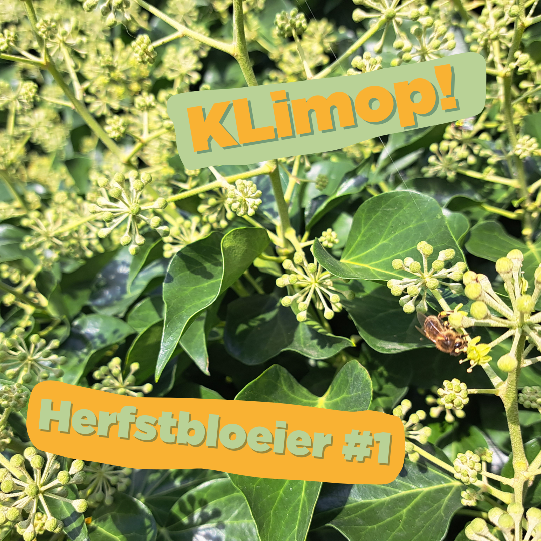 Klimop insta bericht