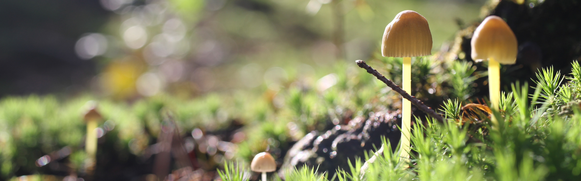 Paddestoelen herfst