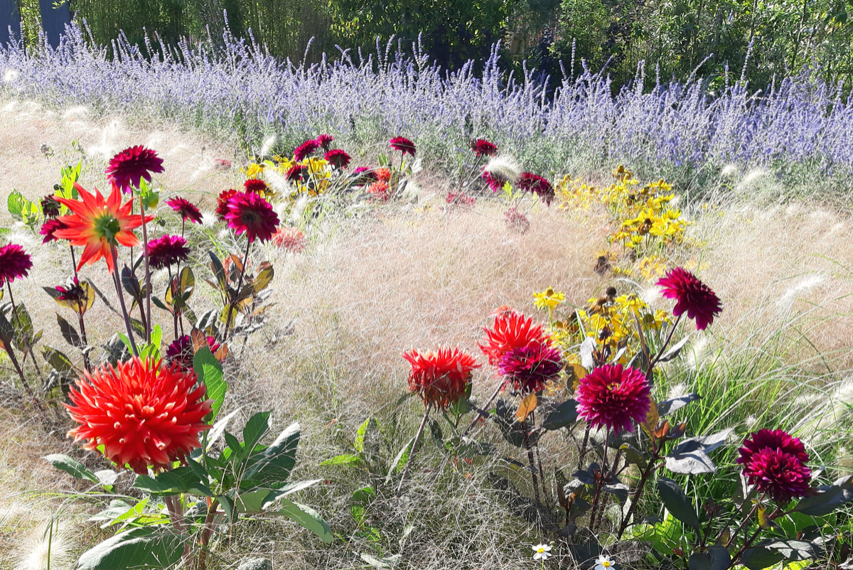 Mieke Bakker Dahlia&#39;s Floriade