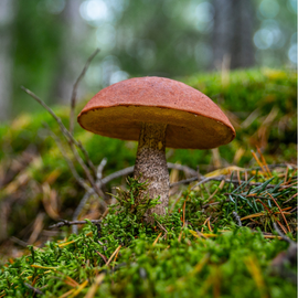 Boletus edulis