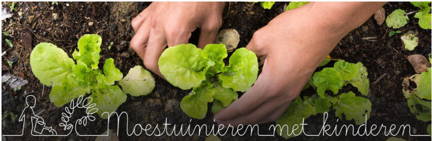 Afbeelding moestuinieren met kinderen slaplantjes