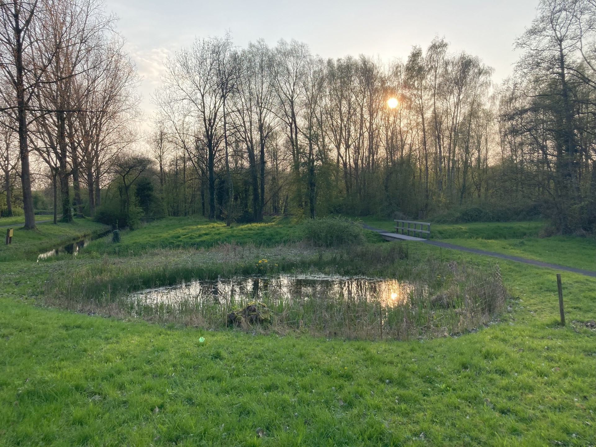 Amfibieenpoel in Bloeyendaal - foto Daniel van Heusden