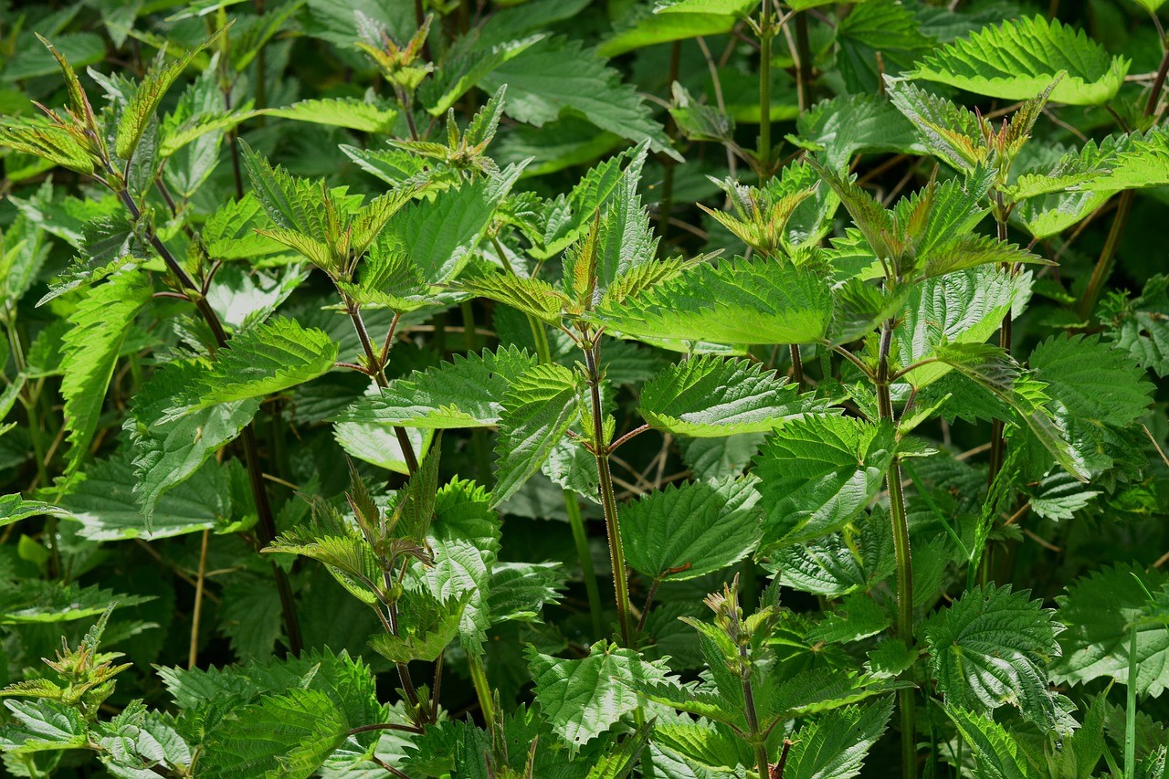 Brandnetel waar je plantengier van kunt maken