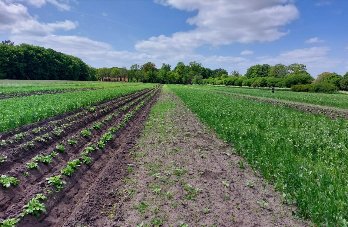 Strokenteeld landgoed Velhorst