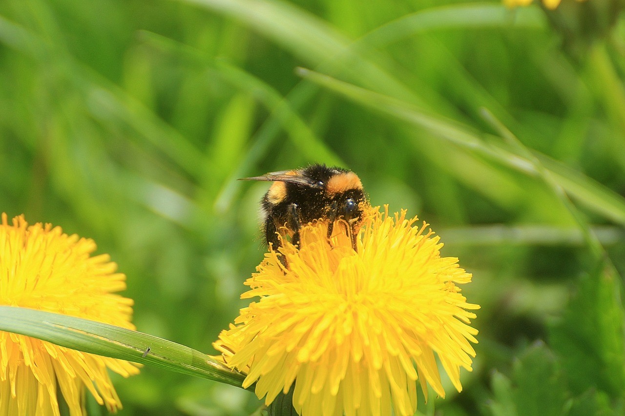 Paardenbloem met Hommel