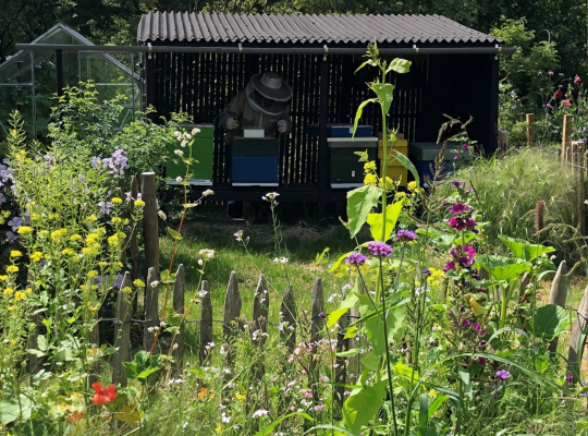 Bijentuin bij Jan Vroegop in Zaandam