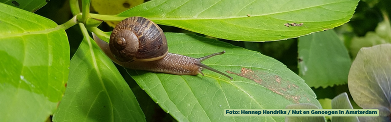 Slak Hennep Hendriks