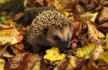 Egel in herfstbladeren