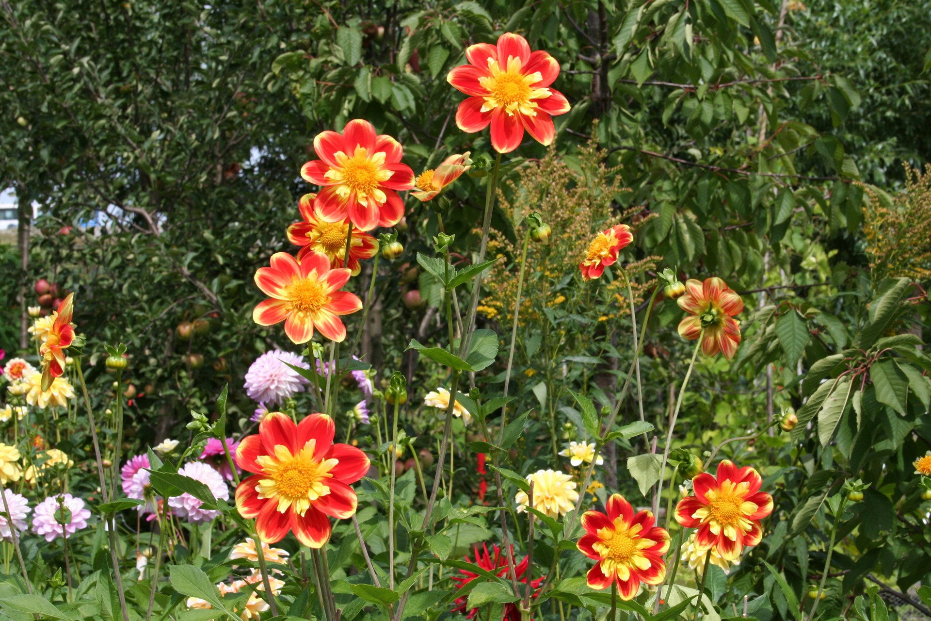 Hoge Weide Dahlia&#39;s