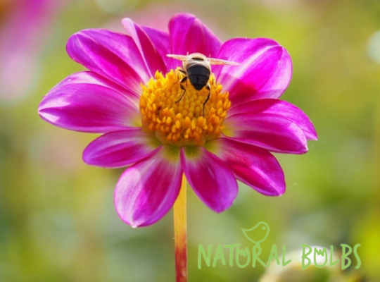 Open hart dahlia Natural Bulbs