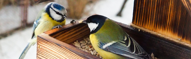 Vogels voeren in de winter