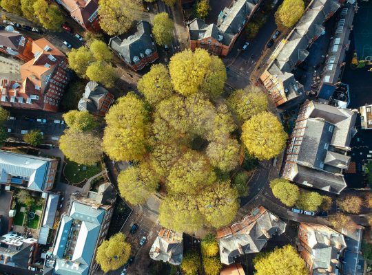 Bomen in de stad