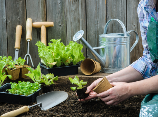 webinar gezonde plant in een gezonde bodem