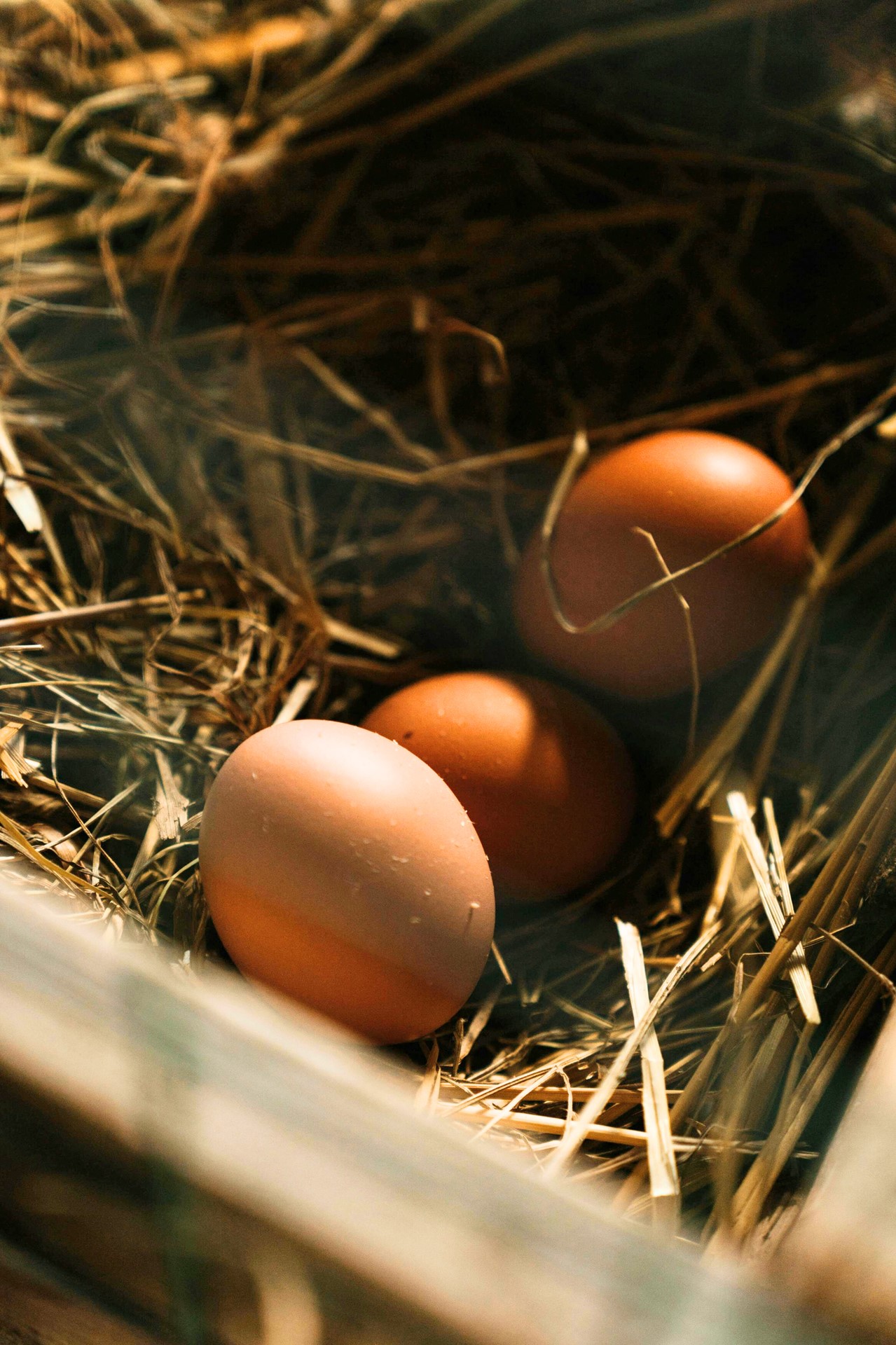 Eieren van hobbykippen bevat PFAS