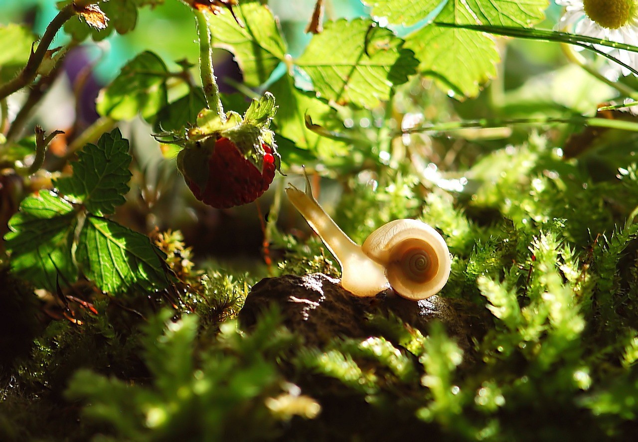 snail-582194_1280