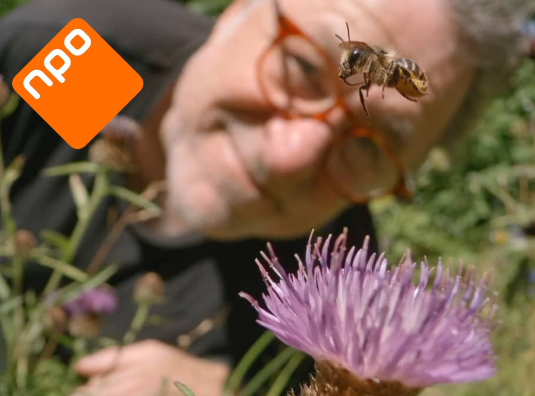 My garden of a thousand bees