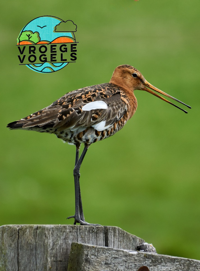 Fenolijn van Vroege vogels